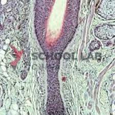 Prepared Microscope Slide Set - Human Scalp and Hair - Set of 12 Slides